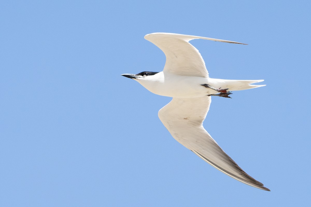 Gull-billed Tern - ML620143660