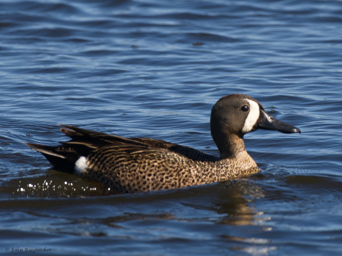 Blue-winged Teal - ML620143671