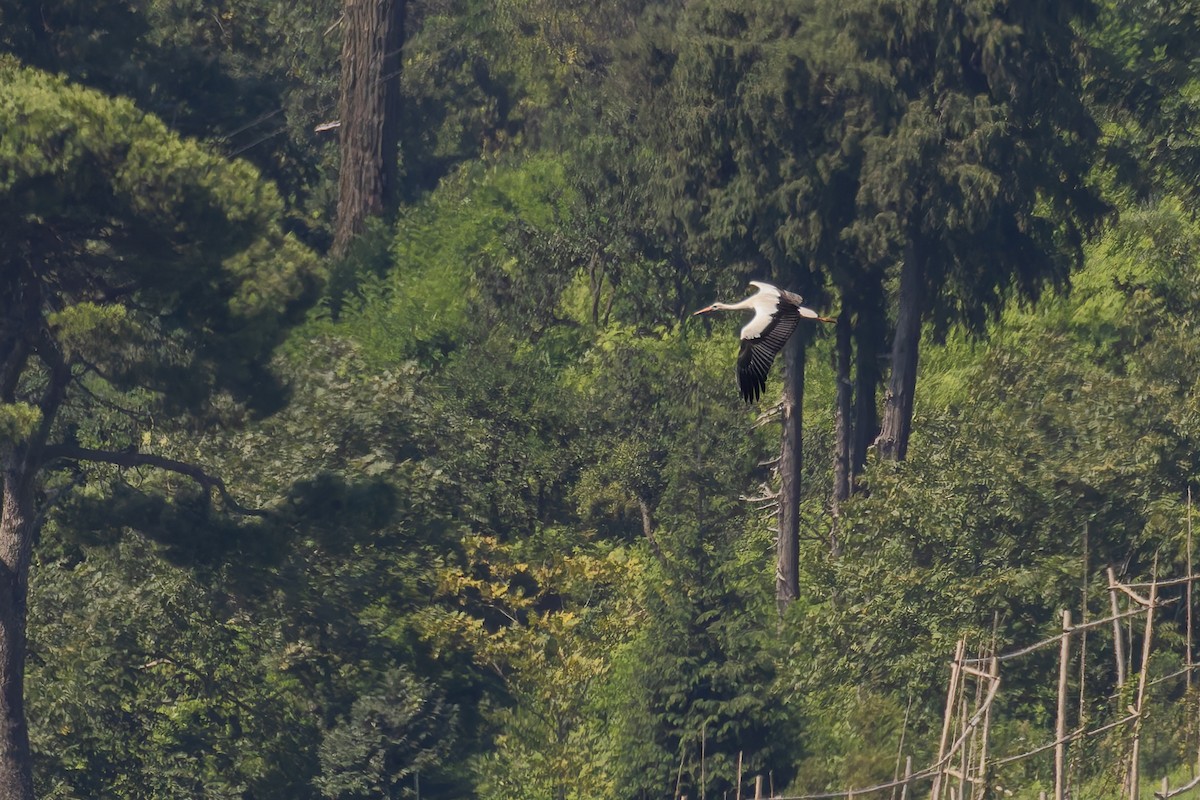 White Stork - ML620143674