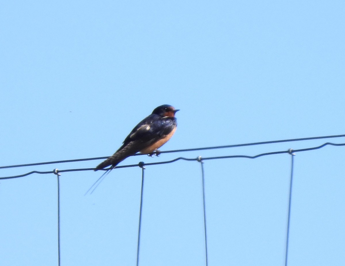 Barn Swallow - ML620143678