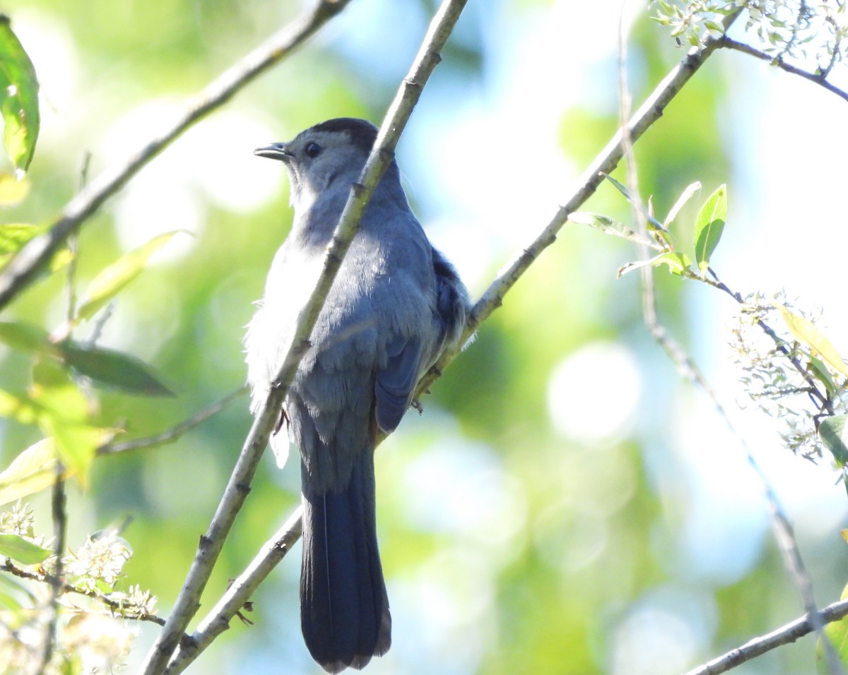 Gray Catbird - ML620143687