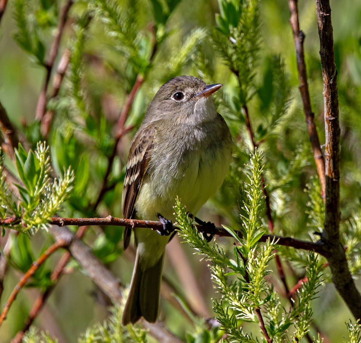 Alder Flycatcher - ML620143689