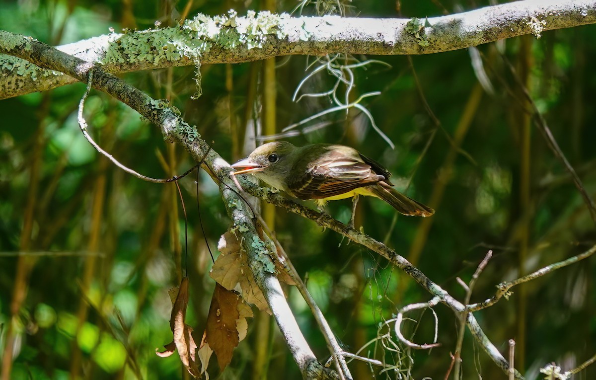 Great Crested Flycatcher - ML620143695