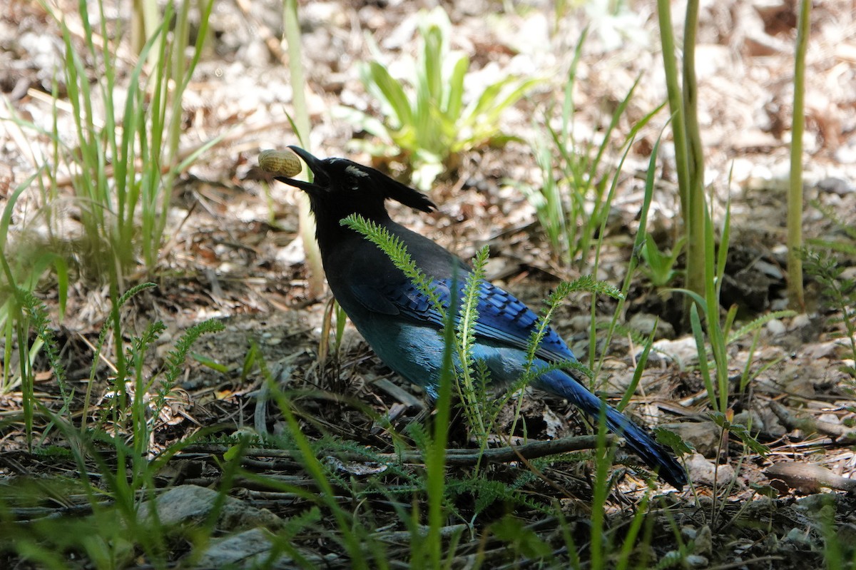 Steller's Jay - ML620143697