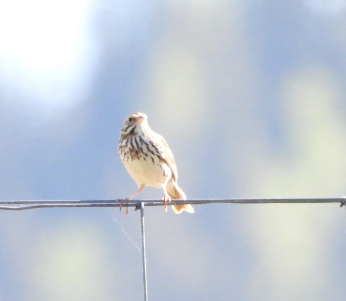 Savannah Sparrow - ML620143698