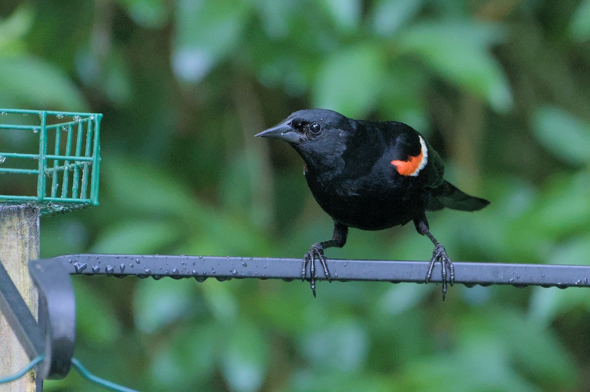 Red-winged Blackbird - ML620143699