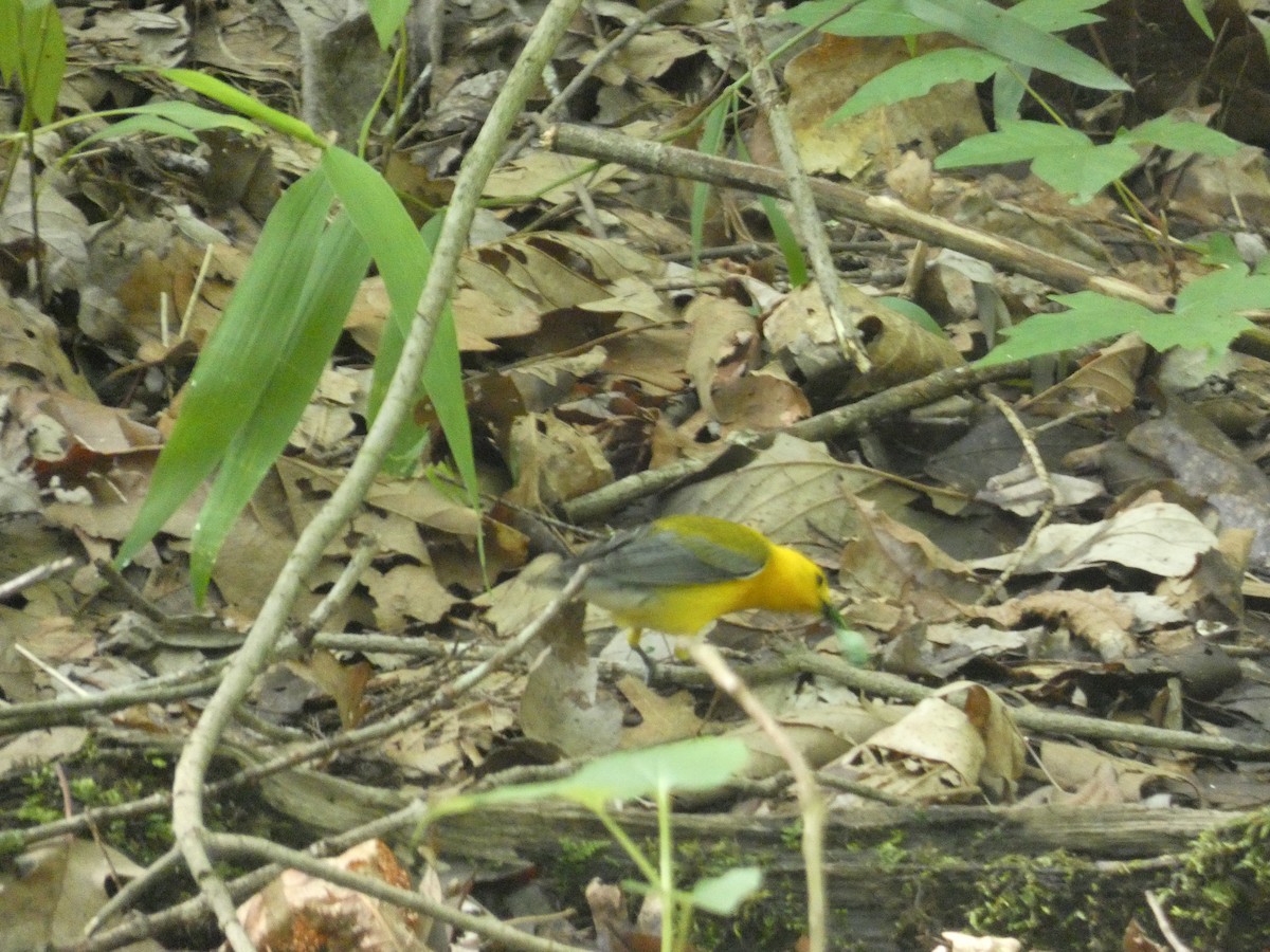 Prothonotary Warbler - ML620143702