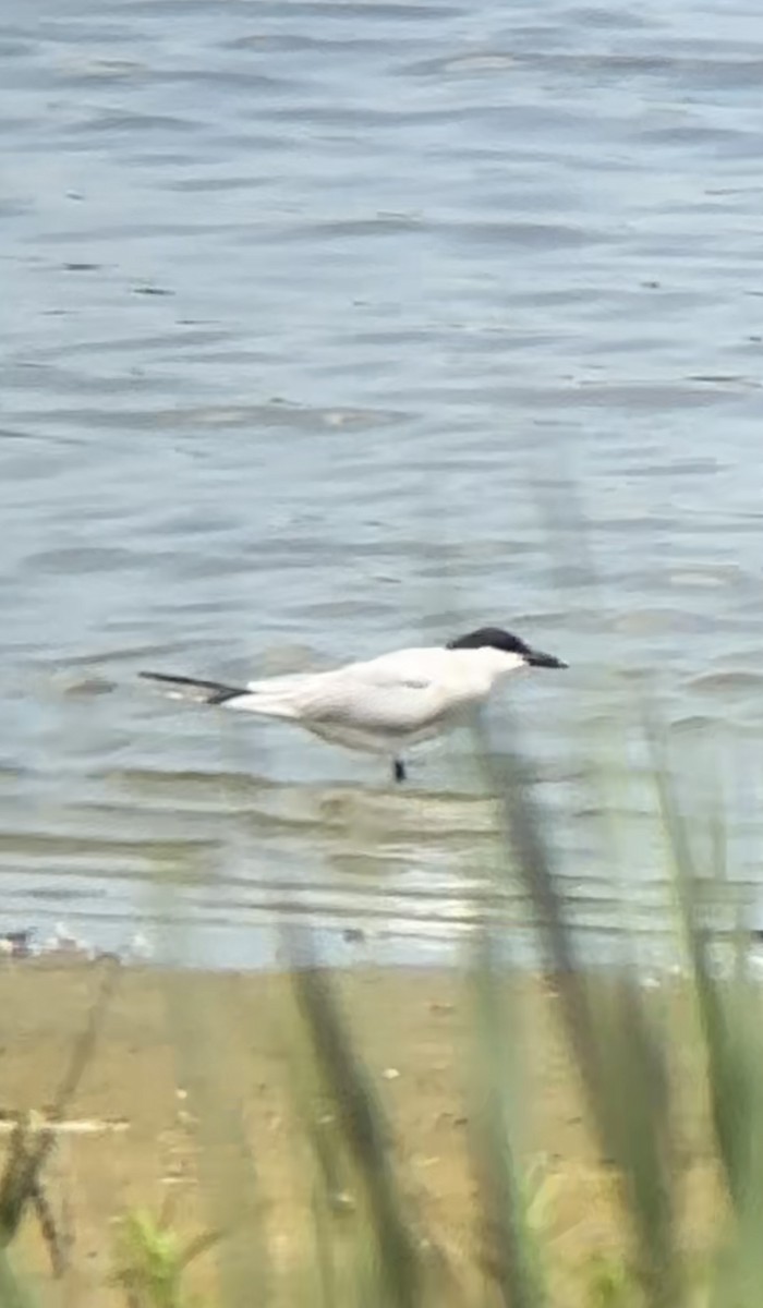 Gull-billed Tern - ML620143703