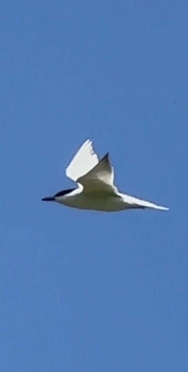 Gull-billed Tern - ML620143704