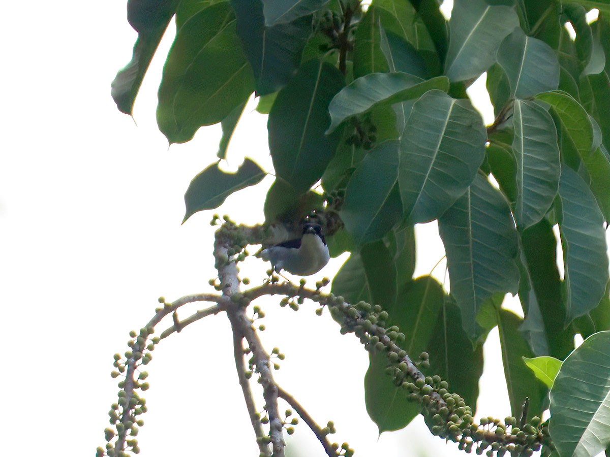 Bicolored Flowerpecker - ML620143710