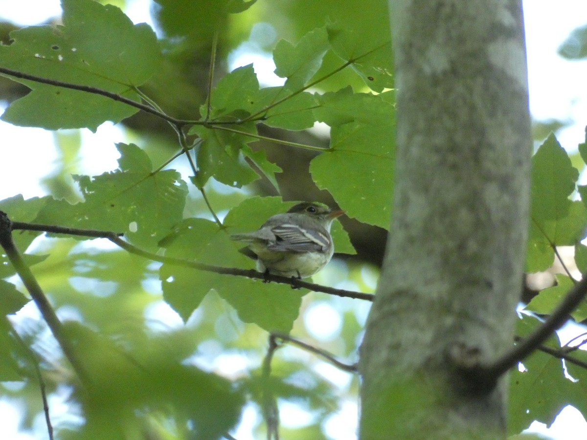 Acadian Flycatcher - ML620143715