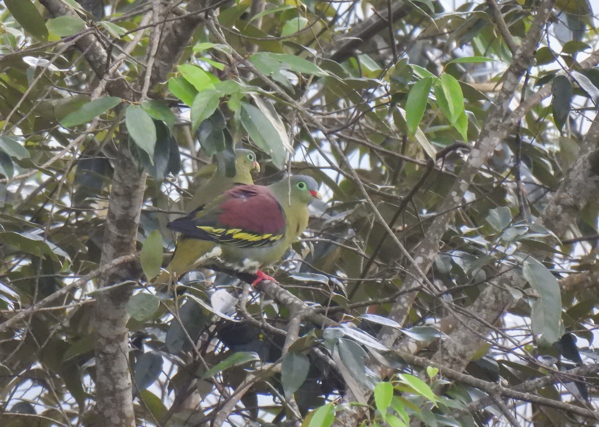Thick-billed Green-Pigeon - ML620143716