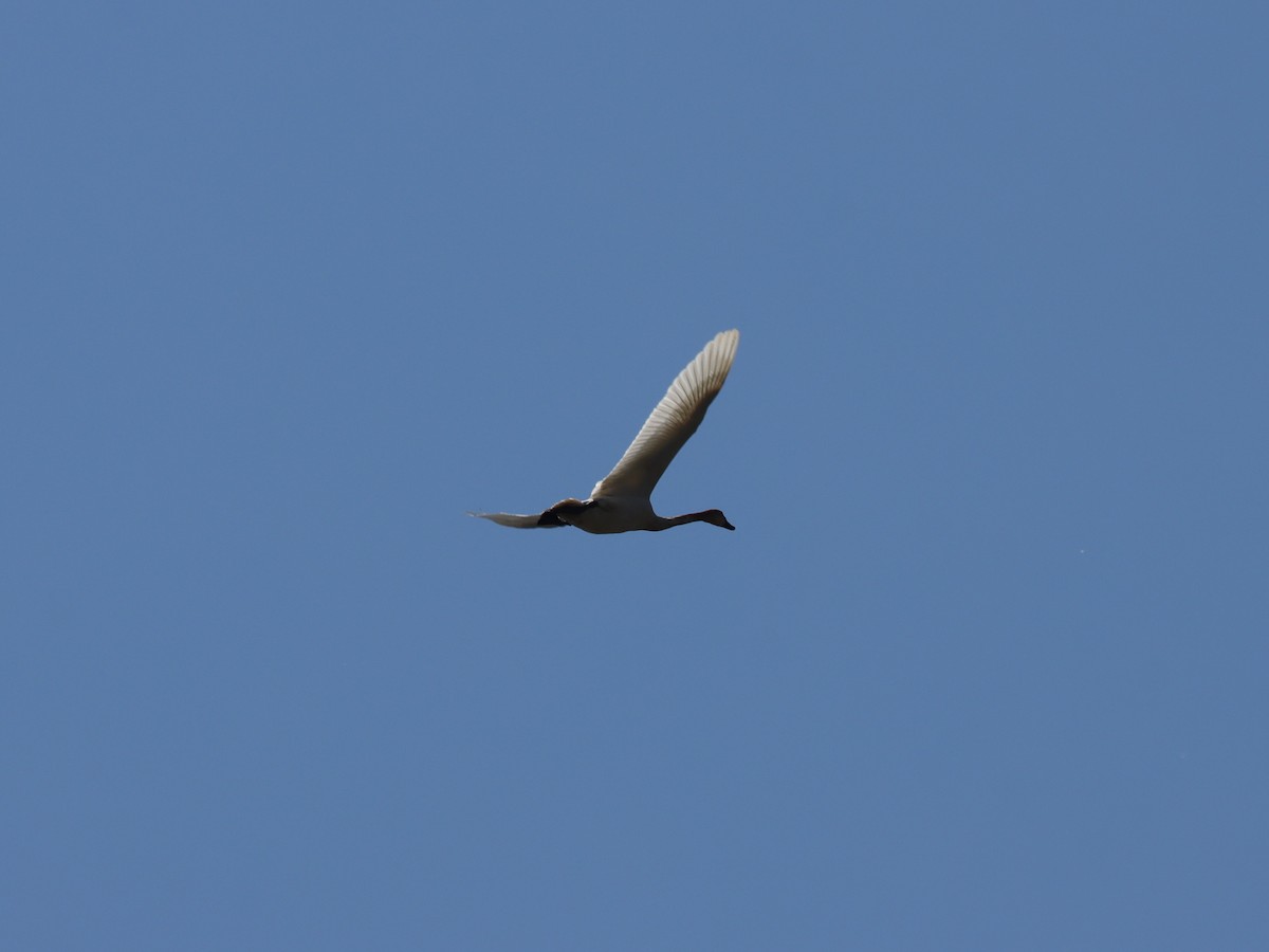 Tundra Swan (Whistling) - ML620143717