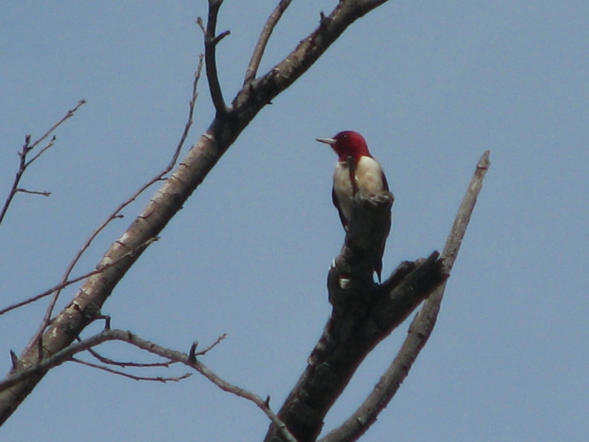 Red-headed Woodpecker - ML620143723
