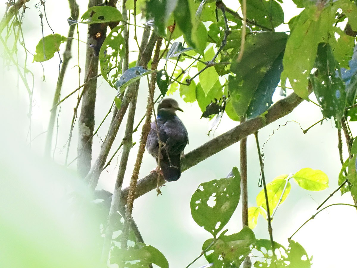 White-eared Brown-Dove (Short-billed) - ML620143732