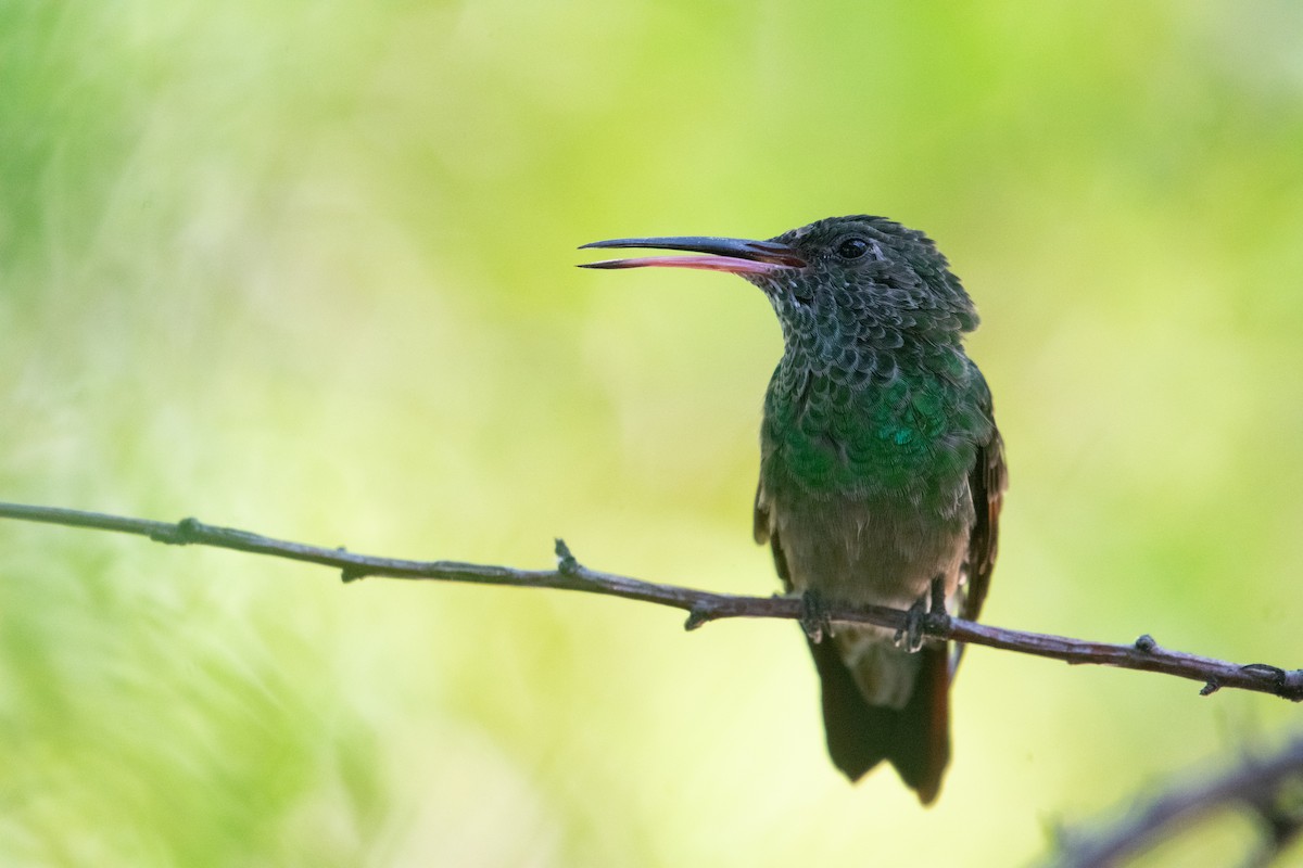 beryllkolibri - ML620143753