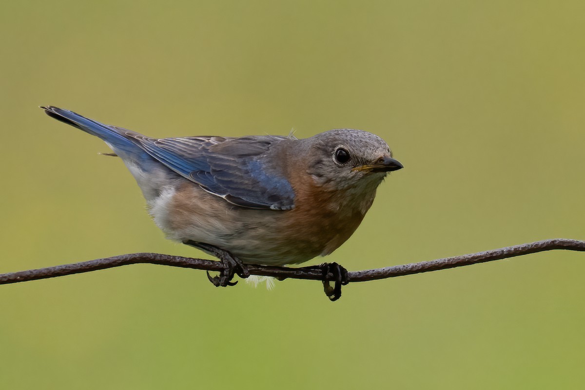 Eastern Bluebird - ML620143754