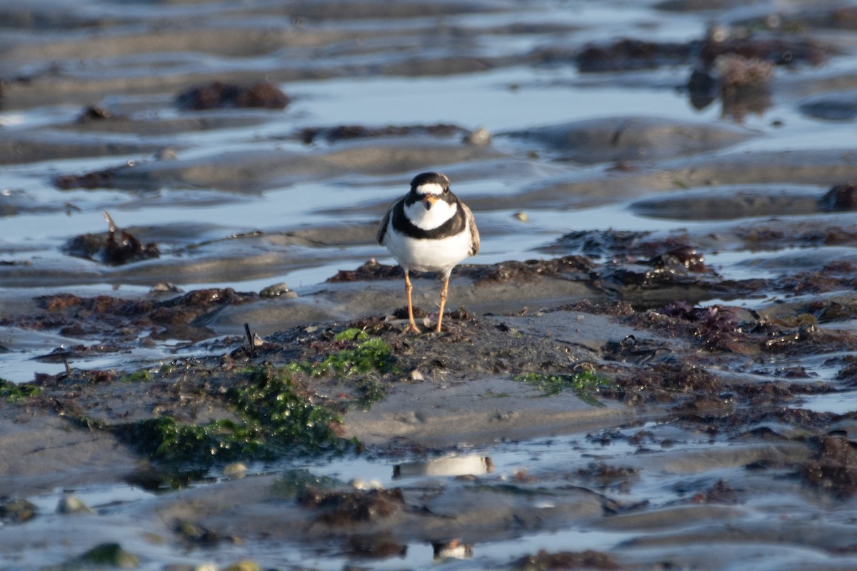 Semipalmated Plover - ML620143755