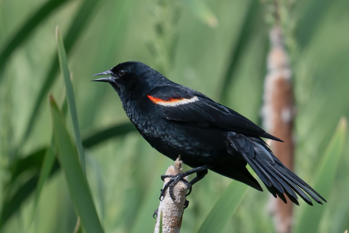 Red-winged Blackbird - ML620143759