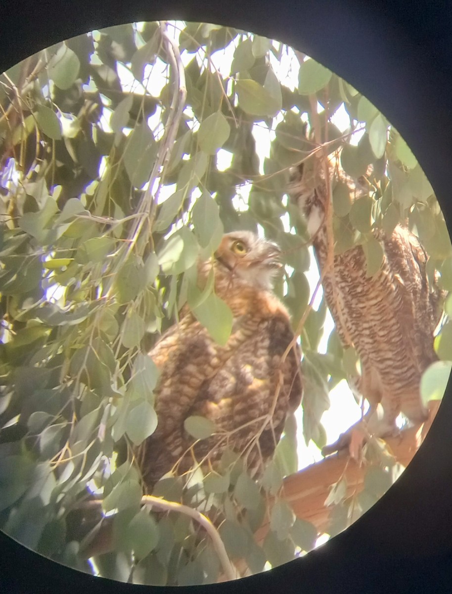 Great Horned Owl - ML620143764