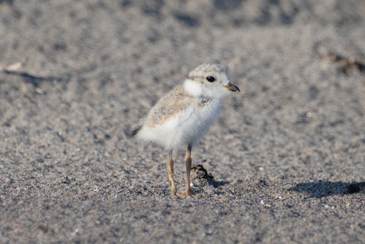 Piping Plover - ML620143769