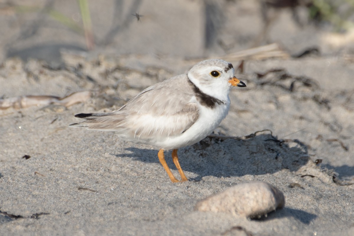 Piping Plover - ML620143770
