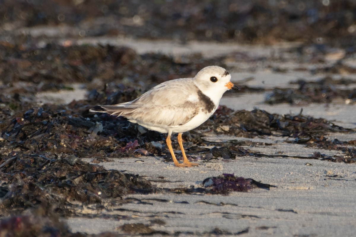 Piping Plover - ML620143771