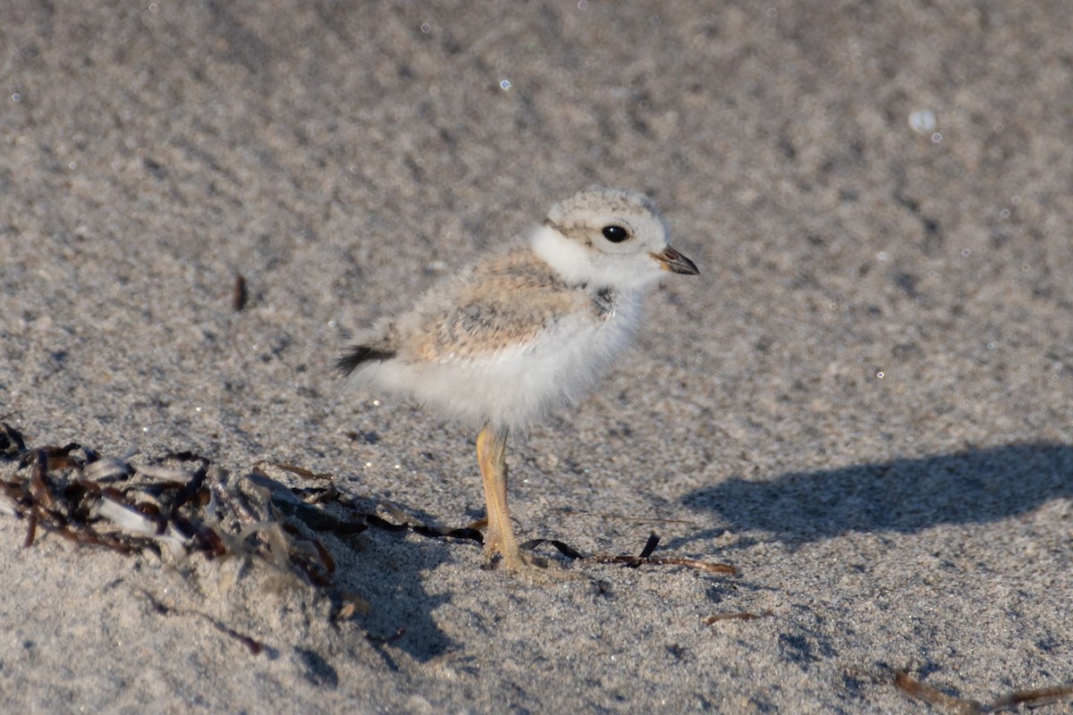 Piping Plover - ML620143772