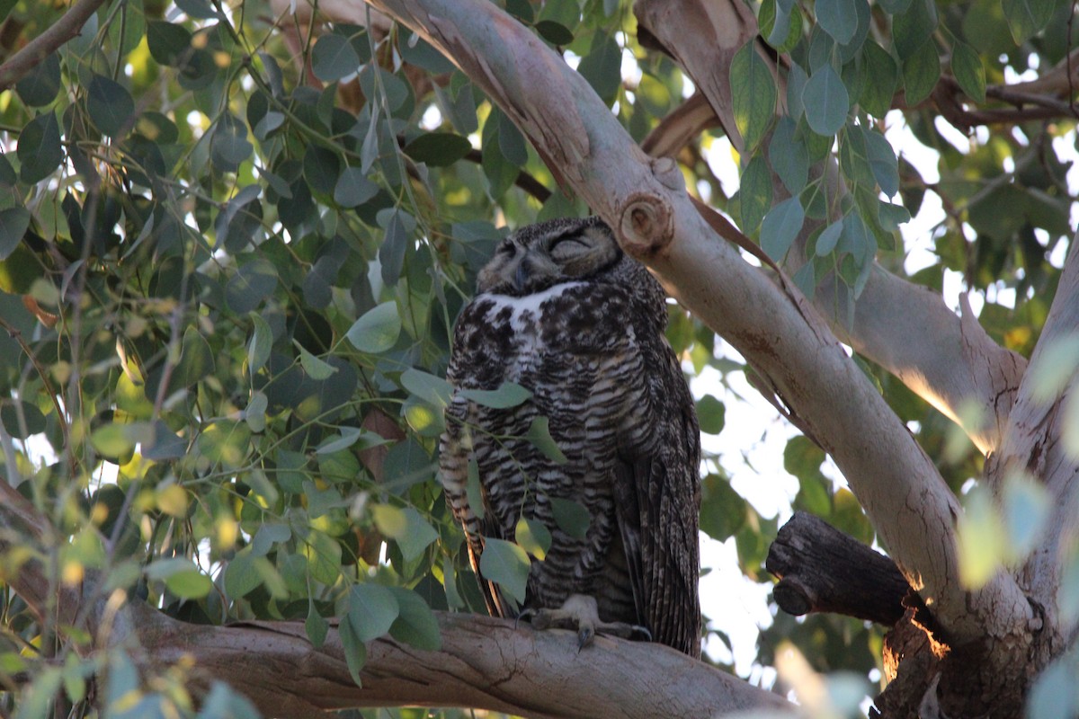 Great Horned Owl - ML620143786