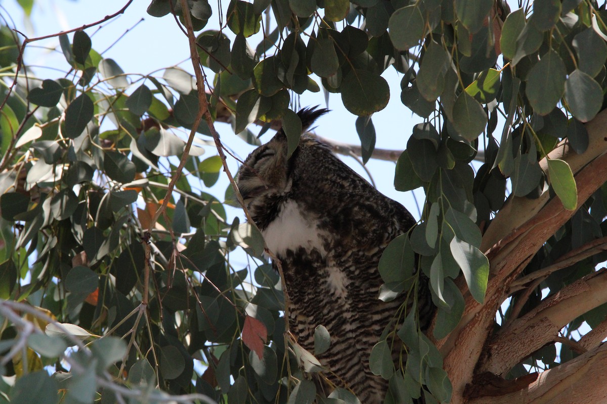 Great Horned Owl - ML620143787