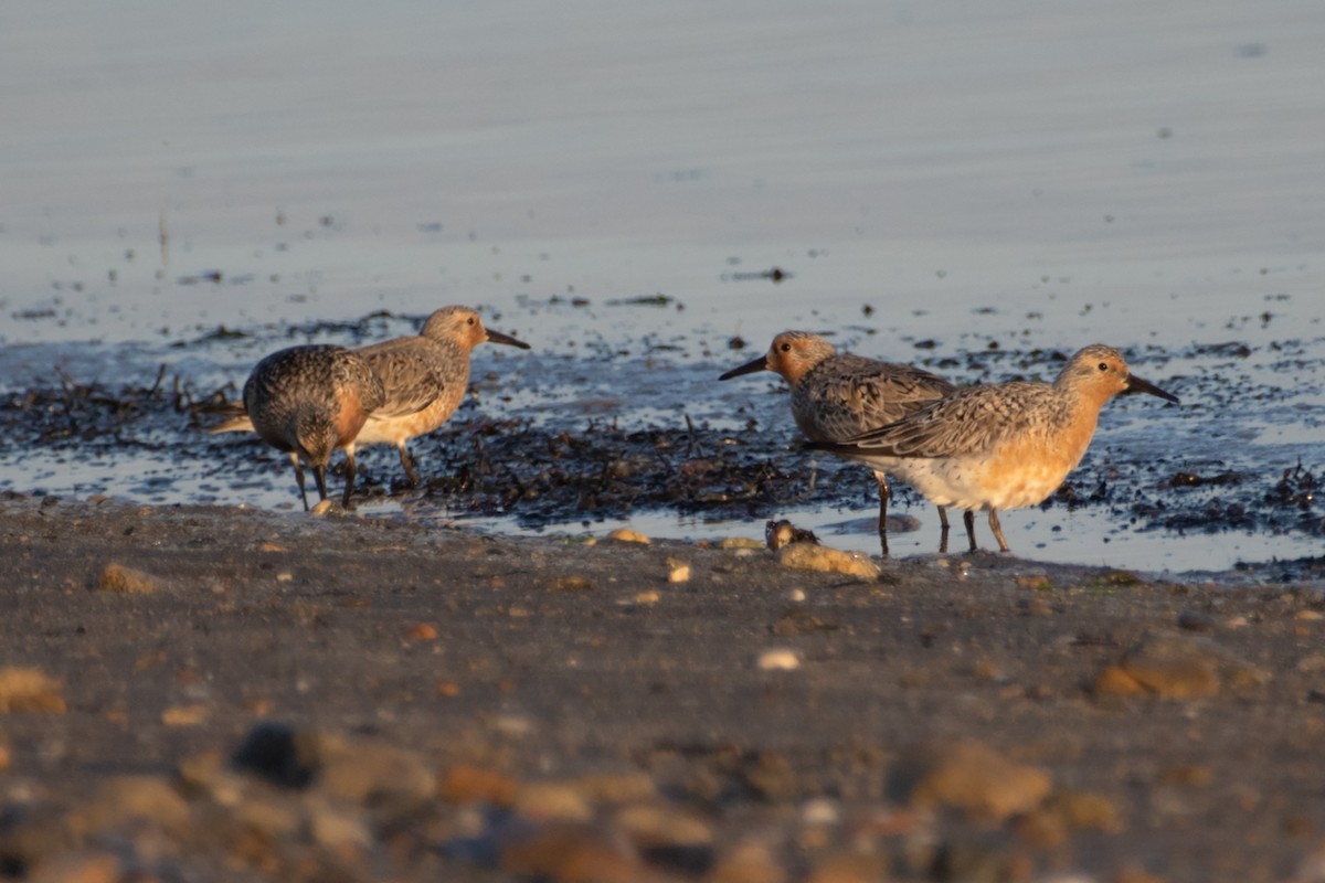 Red Knot - ML620143808