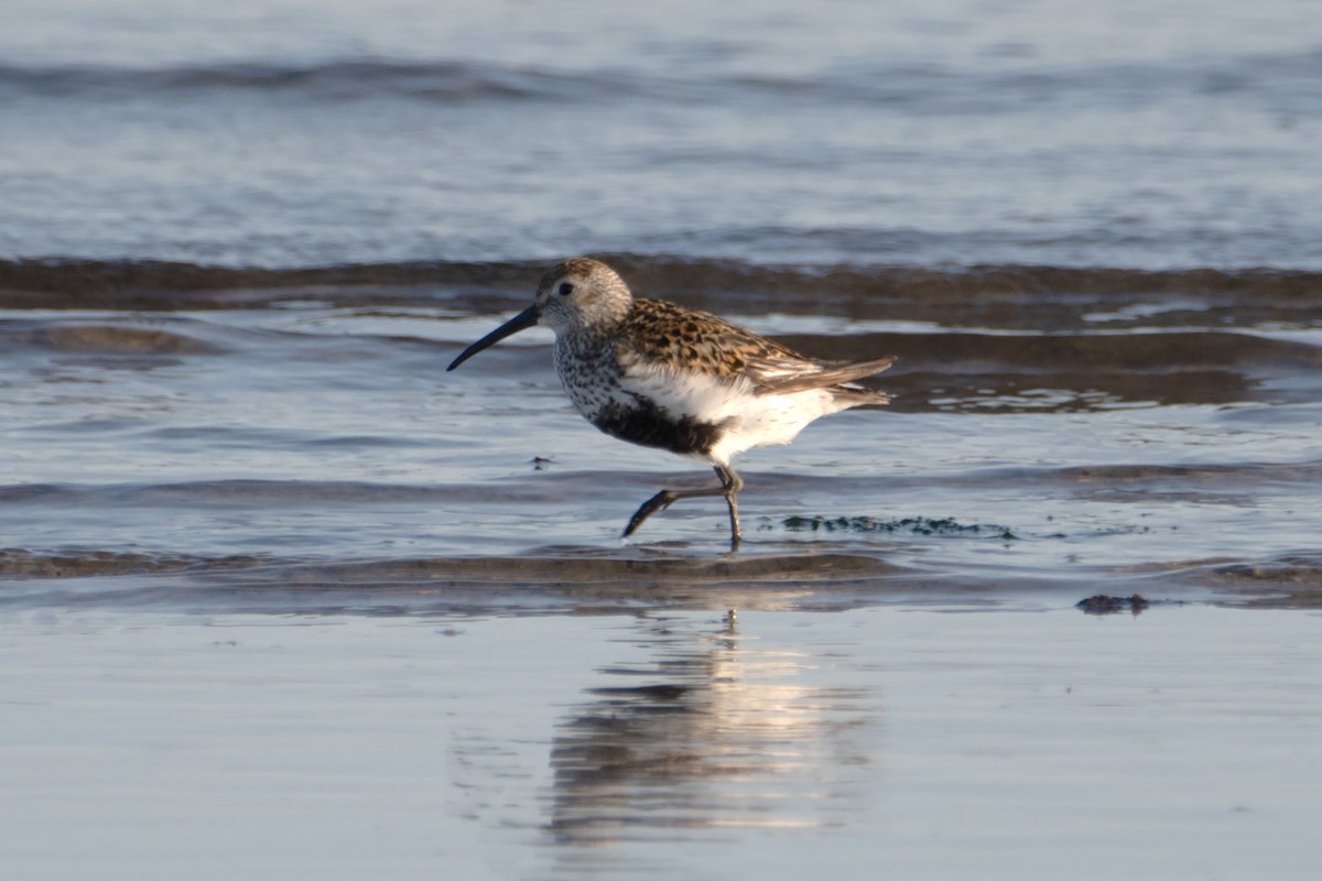 Alpenstrandläufer - ML620143815