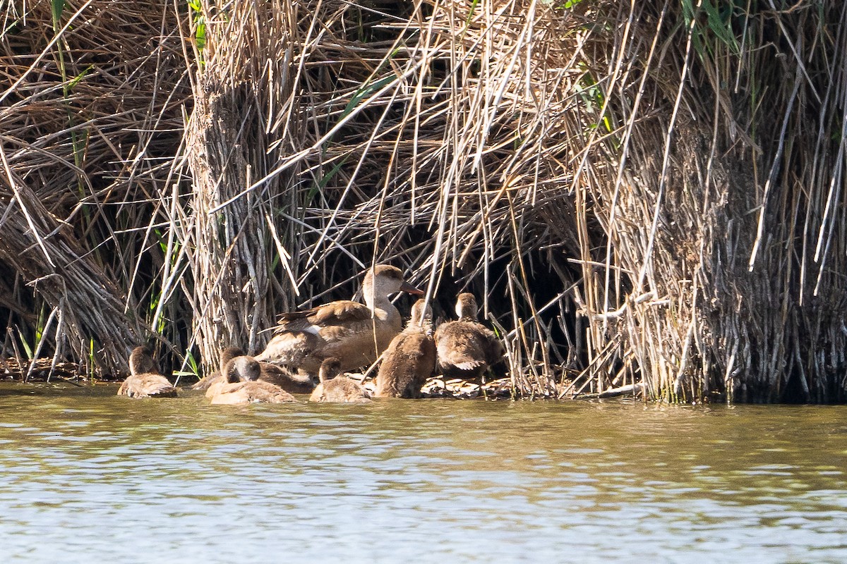 Red-crested Pochard - ML620143822