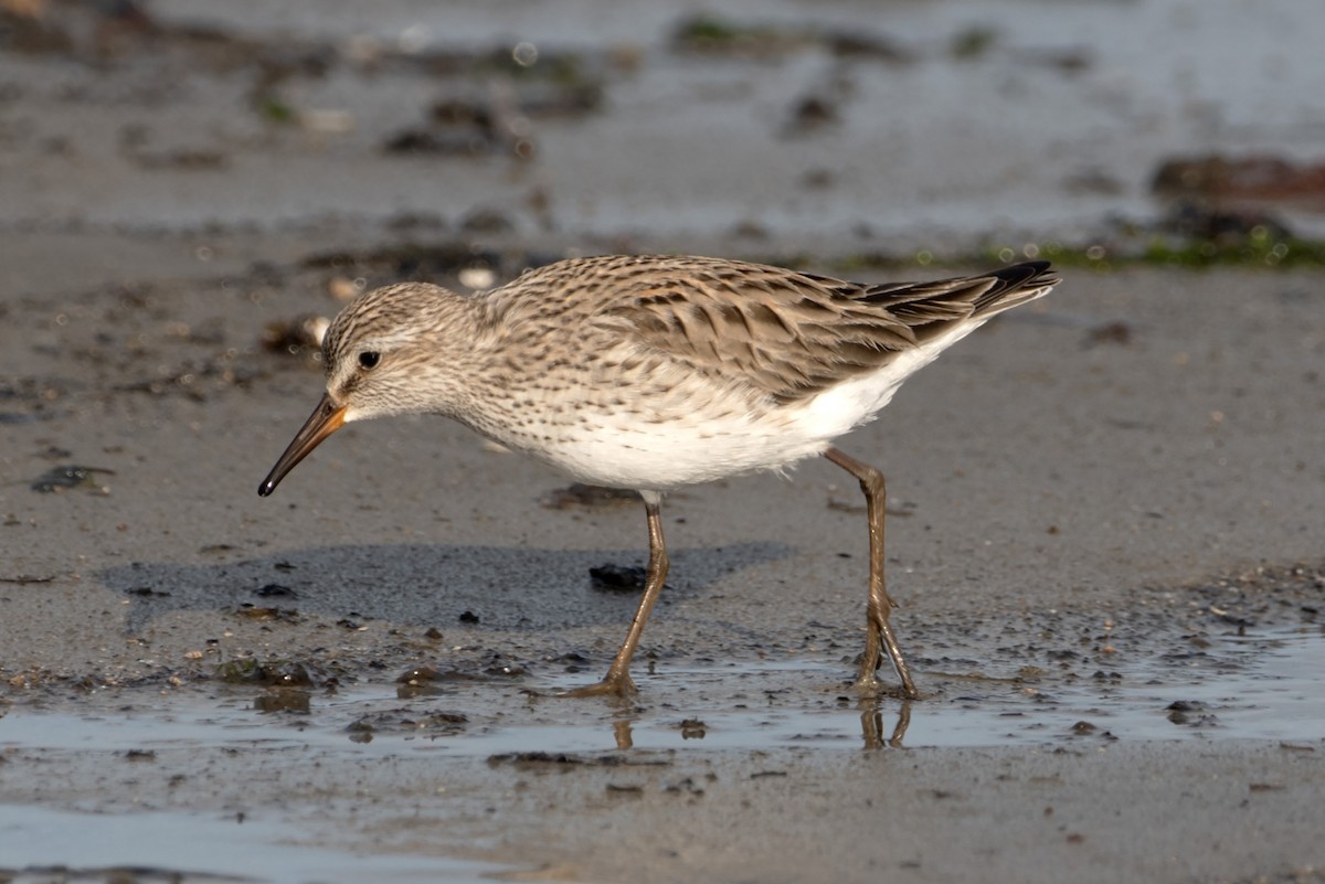 White-rumped Sandpiper - ML620143831