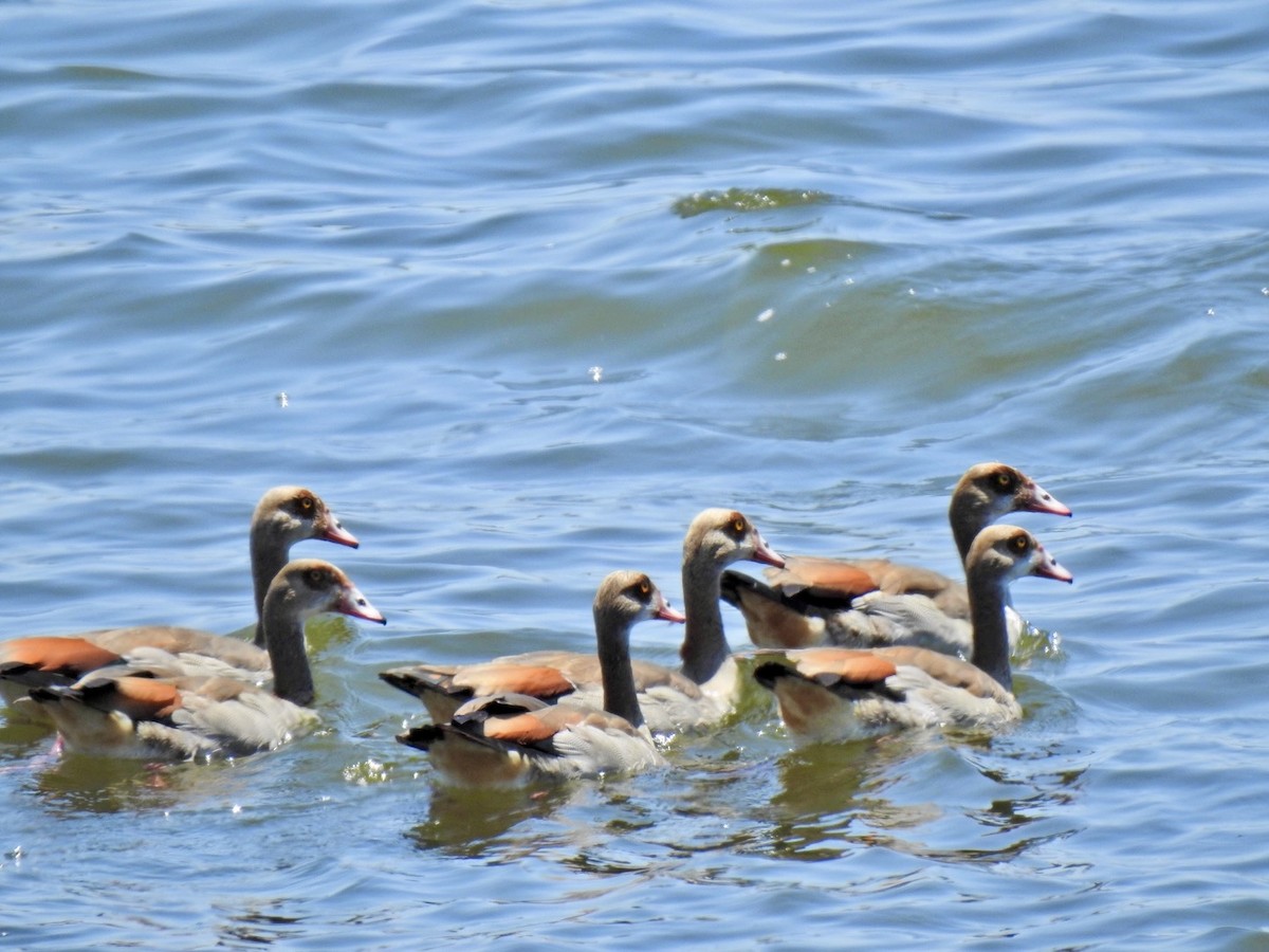 Egyptian Goose - ML620143835