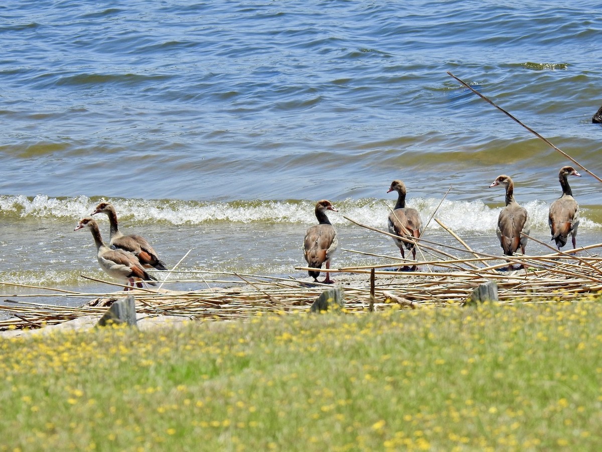 Nilgans - ML620143837