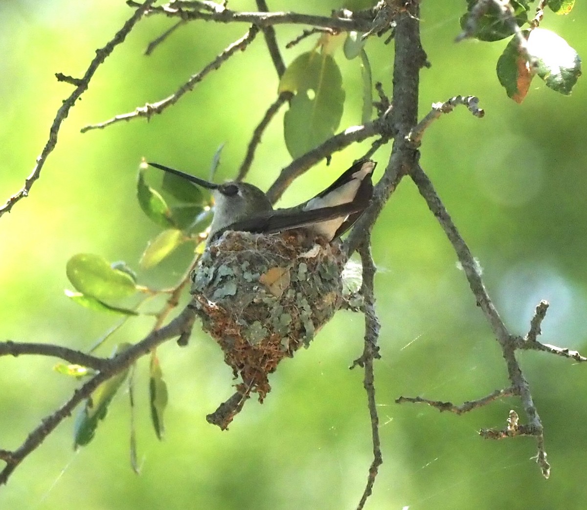 Black-chinned Hummingbird - ML620143844