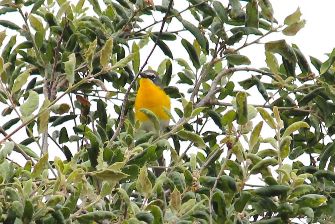Yellow-breasted Chat - ML620143845