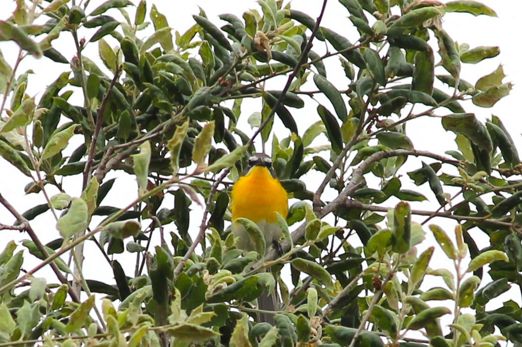 Yellow-breasted Chat - ML620143846