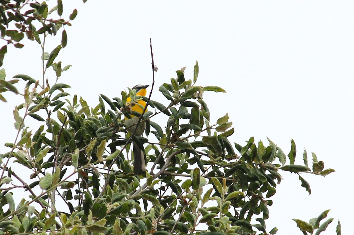 Yellow-breasted Chat - ML620143847