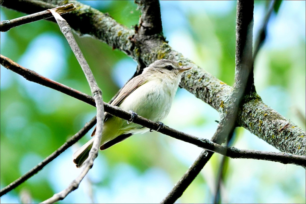 Warbling Vireo - ML620143851