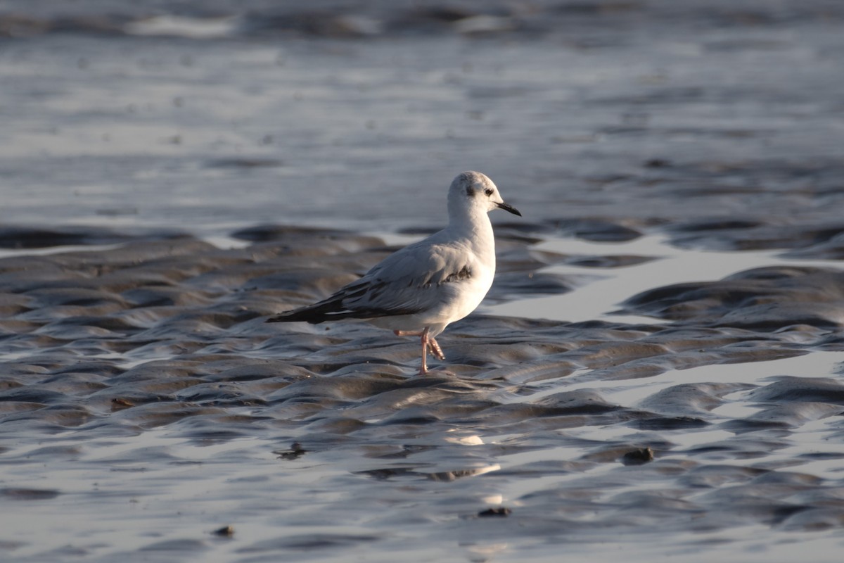 Bonaparte's Gull - ML620143857