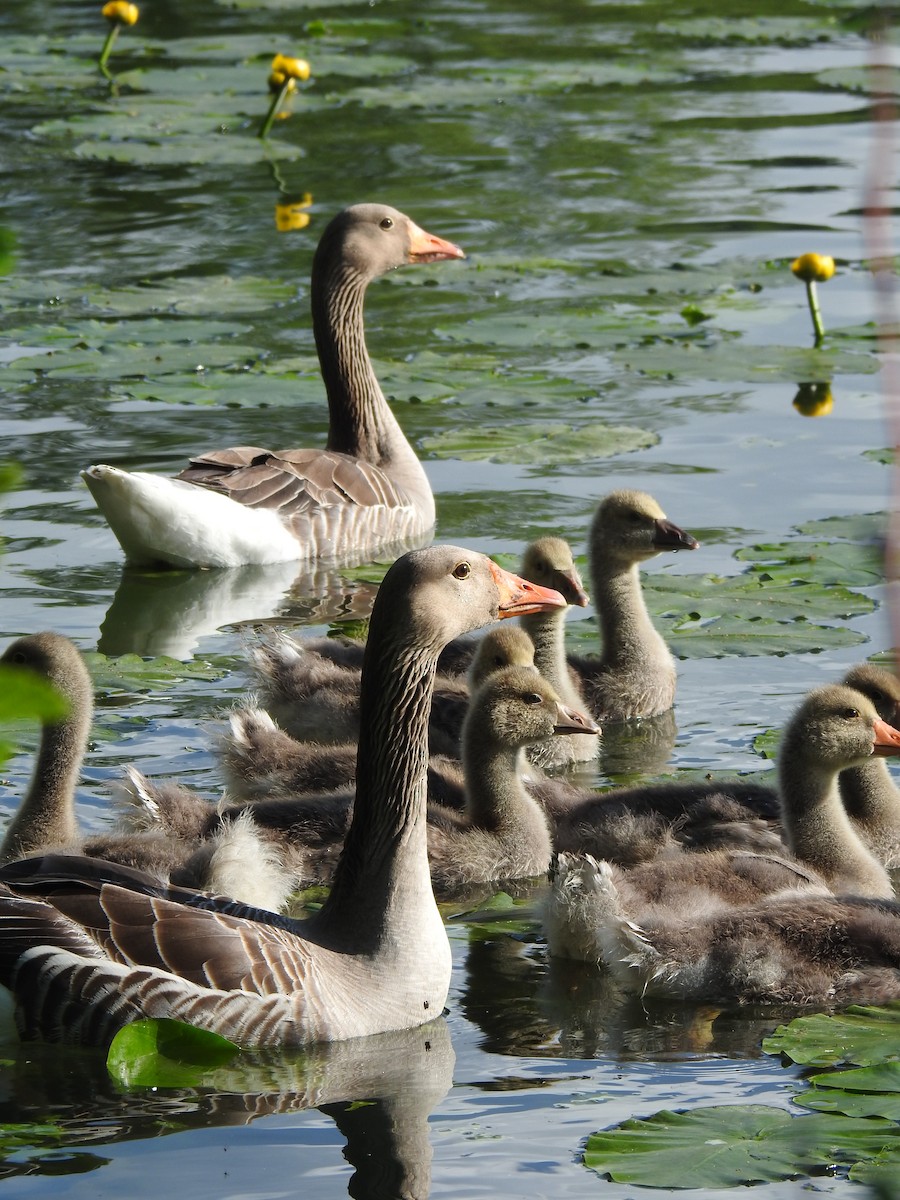 husa velká - ML620143861