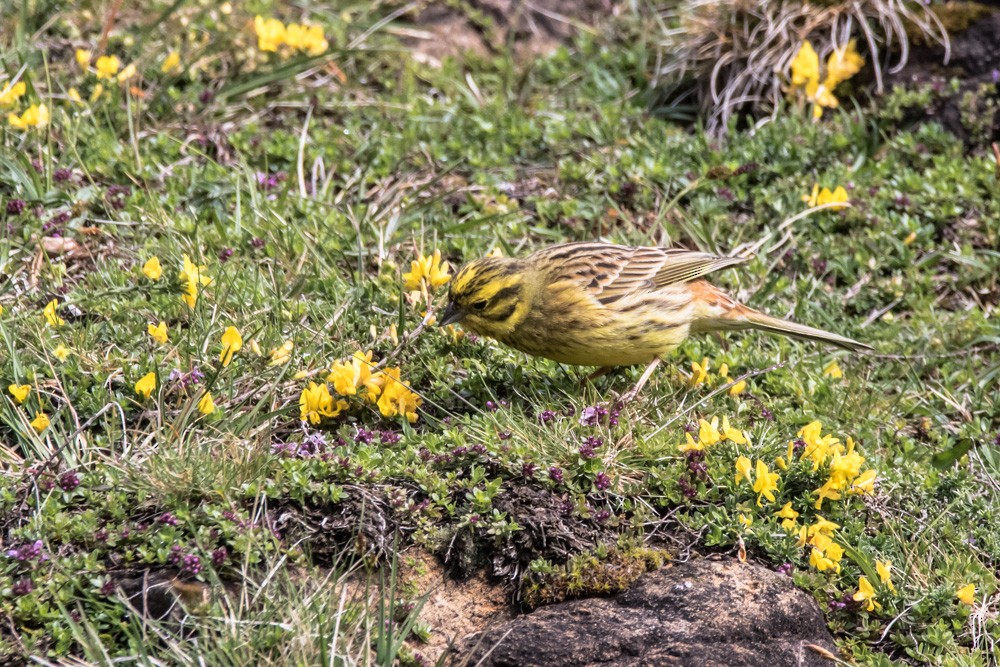 Yellowhammer - ML620143871