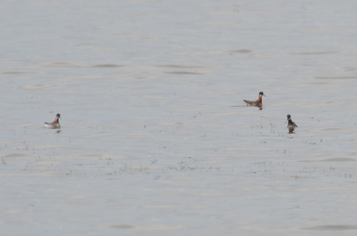 Red-necked Phalarope - ML620143873