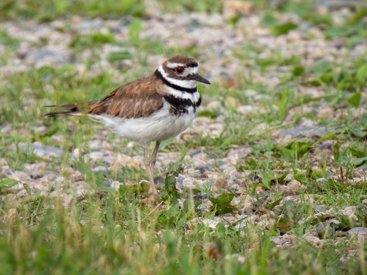 Killdeer - ML620143874