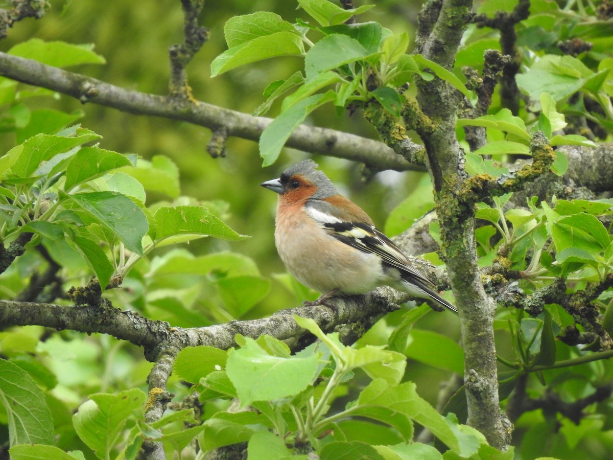 pěnkava obecná - ML620143877