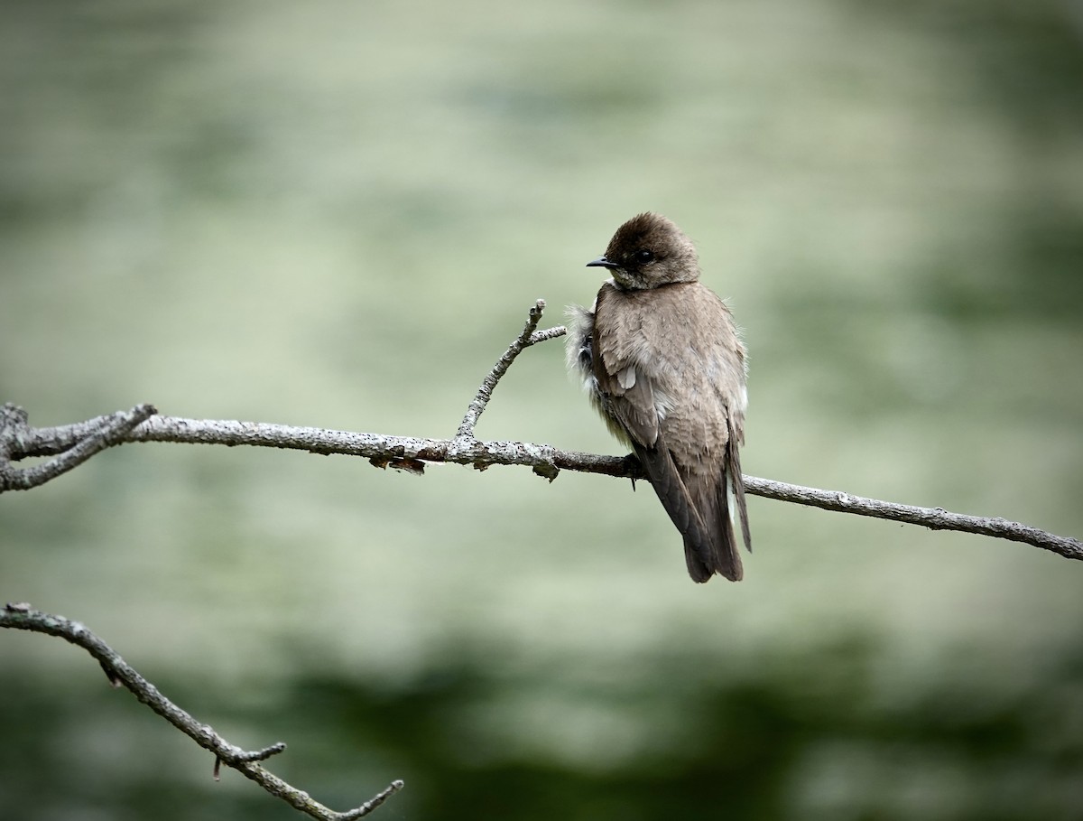 Northern Rough-winged Swallow - ML620143879