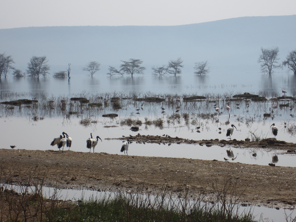 African Sacred Ibis - ML620143881