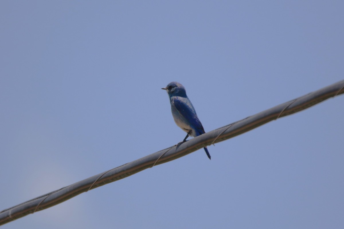 Mountain Bluebird - ML620143883